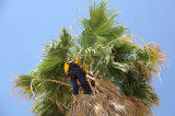 Climbing spikes should not be used when pruning palms. Always prune heavy skirts from the outside. Climbing under fronds to prune can lead to suffocation and death. Photo courtesy: ML Robinson.