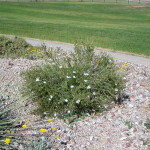 Apache plume takes reflected drought and thrives on low water while covering itself with showy, feathery fruit.
