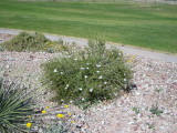 Apache plume takes reflected drought and thrives on low water while covering itself with showy, feathery fruit.
