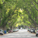 Massive trees provide neighborhood character, but also result in infrastructure damage. Who will pay? Photo courtesy: City of Los Angeles.