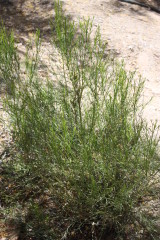 Desert broom offers bright green foliage for the landscape. 
Photos courtesy: Jacqueline Soule.