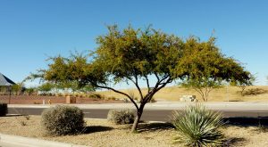 Sweet acacia is a great choice for desert landscapes, no matter what you call it. Photo courtesy: Arizona State University. 