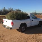 Shana Welles found this tumbleweed in Riverside and put in the bed of her pickup truck. Credit: UC Riverside