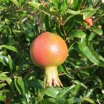 thumbnail_punica-granatum-1601310-c-jasoule-single-use-only-granted-to-southwest-trees-and-turf