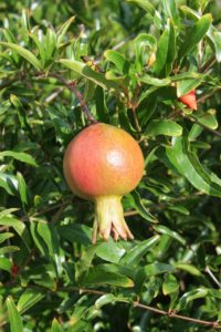 thumbnail_punica-granatum-1601310-c-jasoule-single-use-only-granted-to-southwest-trees-and-turf